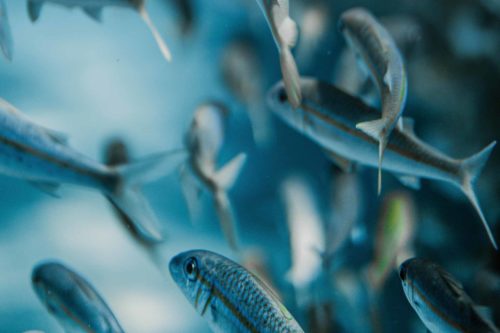Privacy is a Slippery Fish