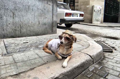 You can teach an old dog new tricks